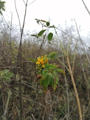 Electranthera mutica