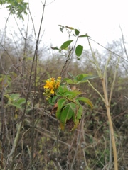 Electranthera mutica