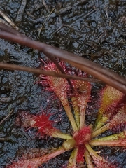 Drosera hirtella