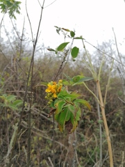 Electranthera mutica