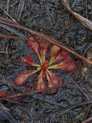 Drosera hirtella