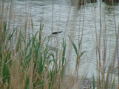 Himantopus himantopus