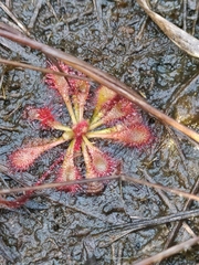 Drosera hirtella