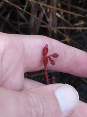 Drosera hirtella