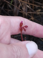 Drosera hirtella