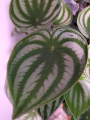 Peperomia argyreia