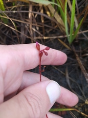 Drosera hirtella