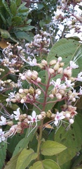 Ajugoideae