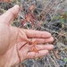 Acalypha vagans 2
