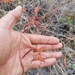 Acalypha vagans