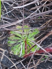 Drosera hirtella