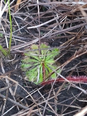 Drosera hirtella