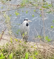 Ardea cinerea