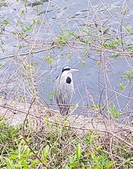 Ardea cinerea