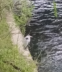 Ardea cinerea