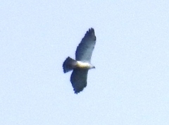Spizaetus melanoleucus