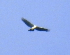 Spizaetus melanoleucus