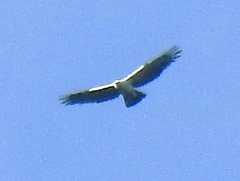 Spizaetus melanoleucus