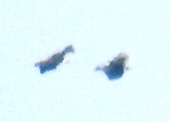 Spizaetus melanoleucus