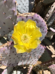 Opuntia santa-rita