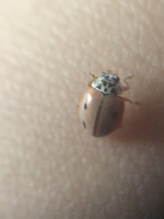 Mulsantina mexicana