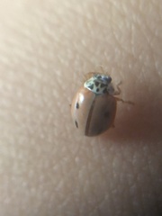 Mulsantina mexicana