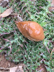 Drusia deshayesii