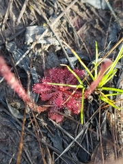Drosera hirtella