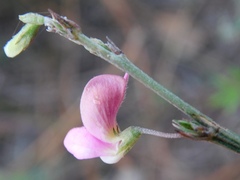 Tephrosia capensis capensis