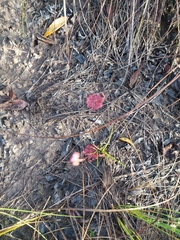 Drosera hirtella