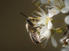 Colletes cunicularius