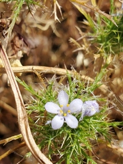 Navarretia tagetina