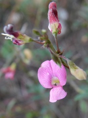 Tephrosia capensis capensis