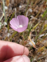 Sidalcea hartwegii
