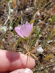 Sidalcea hartwegii