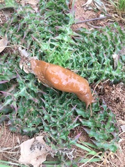 Drusia deshayesii