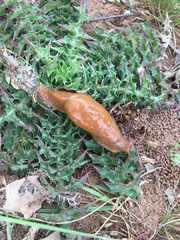 Drusia deshayesii
