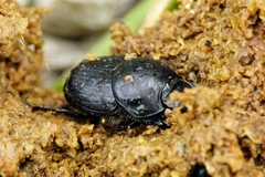 Onthophagus taurus