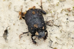 Onthophagus taurus