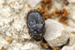 Onthophagus taurus