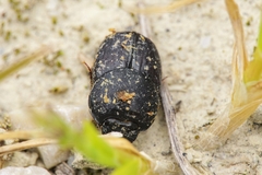 Onthophagus taurus