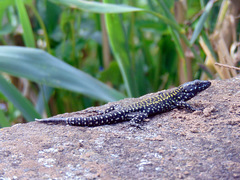 Podarcis muralis