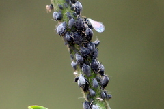 Aphis cytisorum
