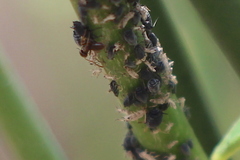 Aphis cytisorum