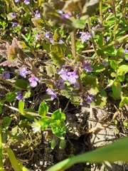 Glechoma hederacea