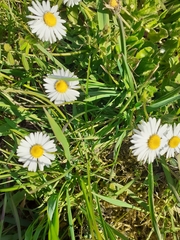 Bellis perennis