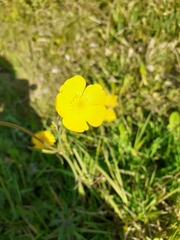 Ranunculus acris