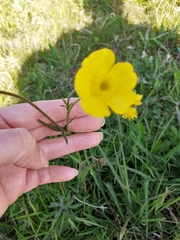 Ranunculus acris
