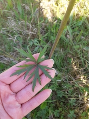 Ranunculus acris