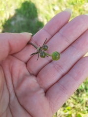 Ranunculus acris
